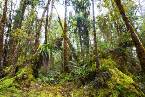 Preview: New Zealand forest
