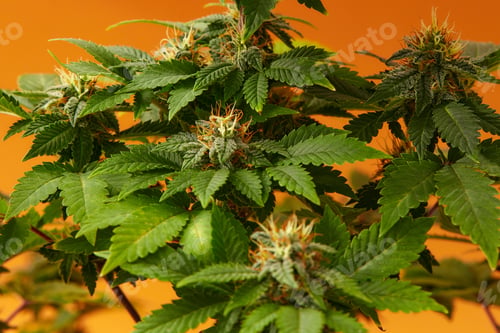 Preview: Close up macro of top bud of cannabis plant ready to harvest. On orange background. Auto red modern