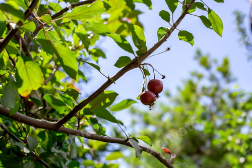 Preview: Paradise apples growing on a tree. reduce apples. bright red apples