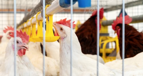 Preview: White chicken drinking water from automatic drinking systems in a poultry farm.