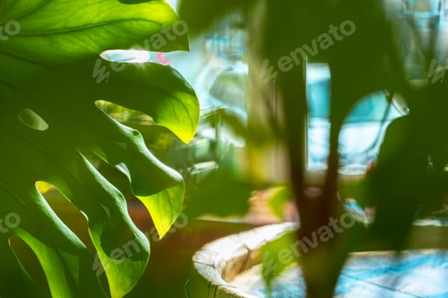 Preview: Close up of house plant branch with leaves in sunlight