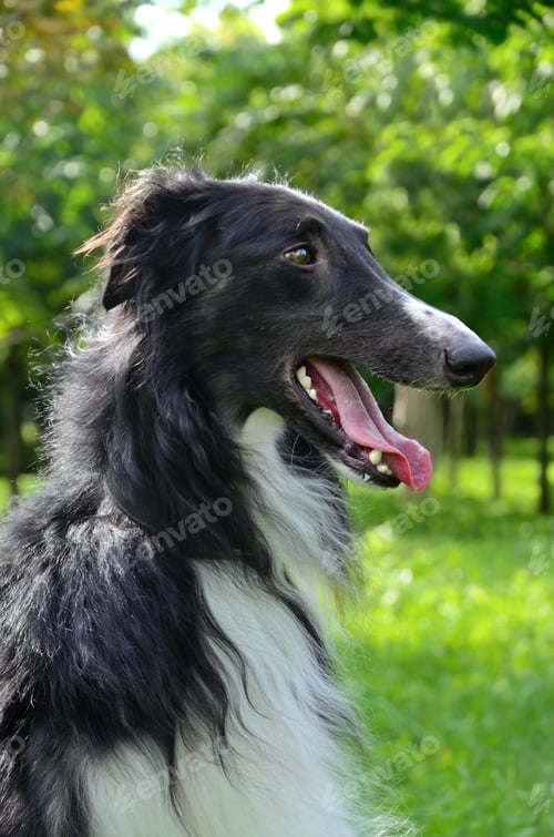 Preview: Portrate of borzoi dog
