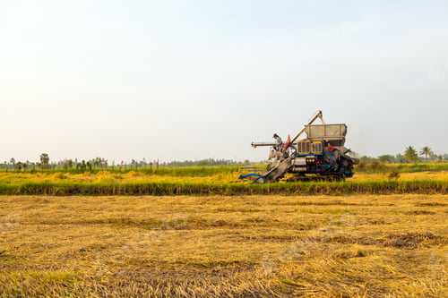 Preview: harvesters harvesting rice in fields