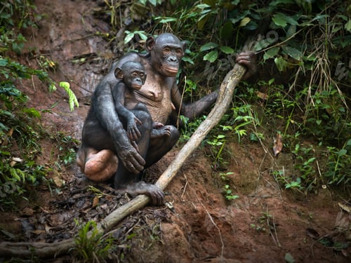 Preview: Mother bonobo monkey with her baby on a branch in the Democratic Republic of the Congo
