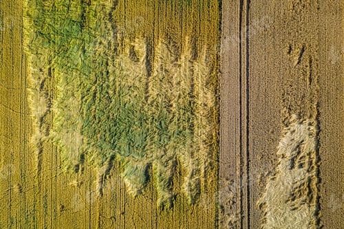 Preview: Field of wheat damaged by wind. Agriculture in countryside, Poland.