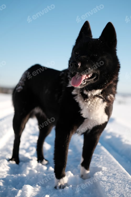 Preview: Black beautiful dog walks in nature