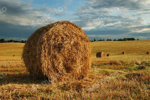 Preview: Hay bales