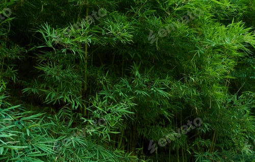 Preview: Green bamboo leaves background