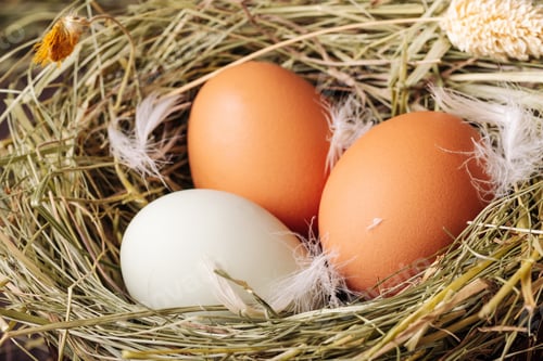 Preview: White and brown chicken eggs in a grass nest on a brown background
