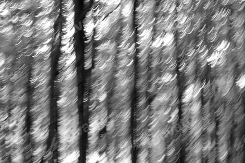 Preview: Black and white abstract of trees taken during a forest walk
