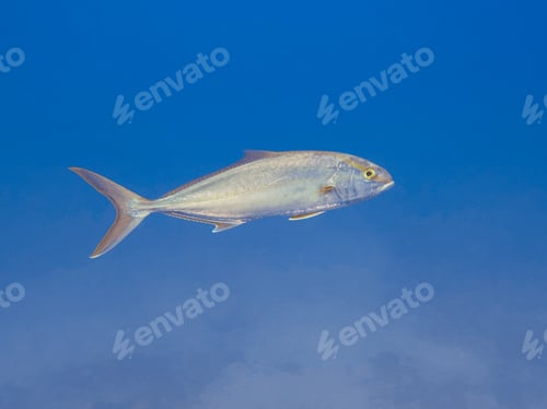 Preview: Greater amberjack