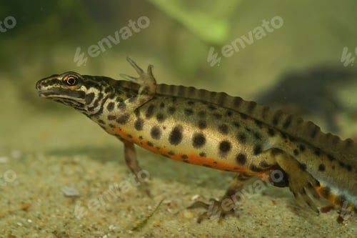 Preview: Closeup on an aquatic male European Common smooth newt, Lissotriton vulgaris, in breeding period