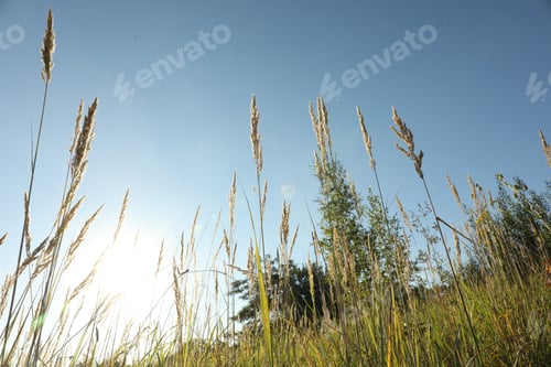 Preview: Beautiful spikelets growing on field in morning, low angle view