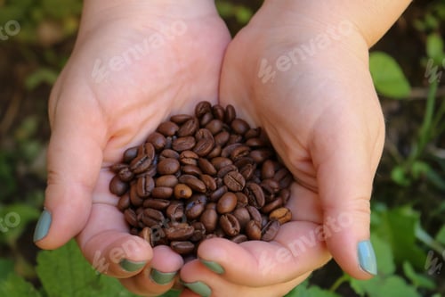 Preview: Coffee beans
