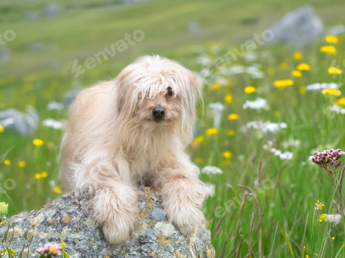Preview: pyrenean sheepdog