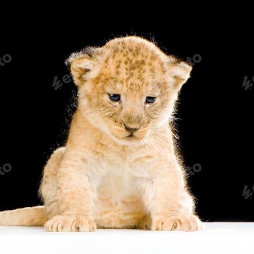 Preview: Lion Cub sitting