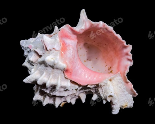 Preview: Red-mouthed Murex seashell on a black background