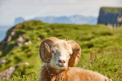 Preview: Sheep lamb grazing on the Faroe islands green meadows