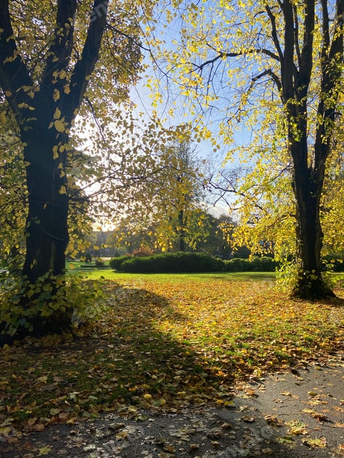 Preview: Colorful autumn scene lined with trees and foliage