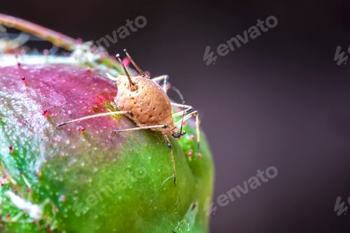 Preview: aphid