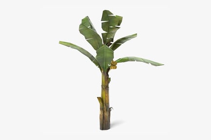 Preview: Tropical Banana Tree with Fruit