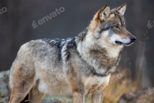Preview: Alert male grey wolf standing on a rock in the forest
