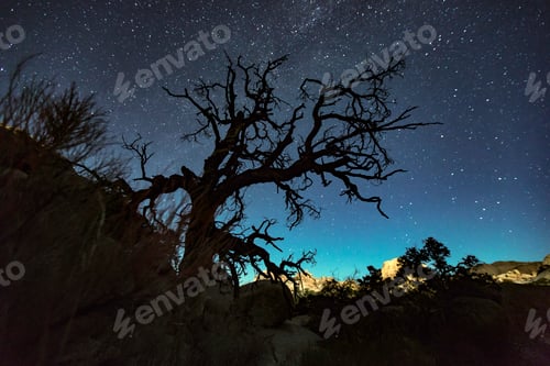 Preview: Silhouette of joshua tree and starry night sky, Joshua Tree national park, California, USA