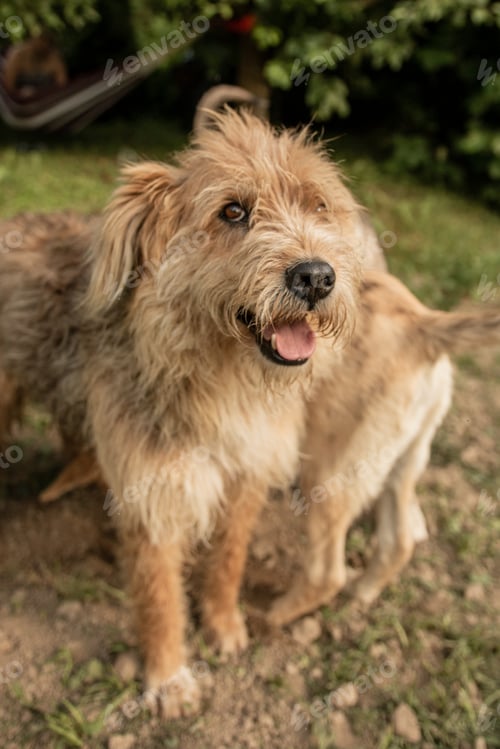 Preview: Cute dogs playing in the garden