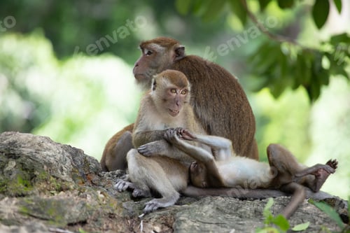 Preview: Macaque monkeys in the forest.