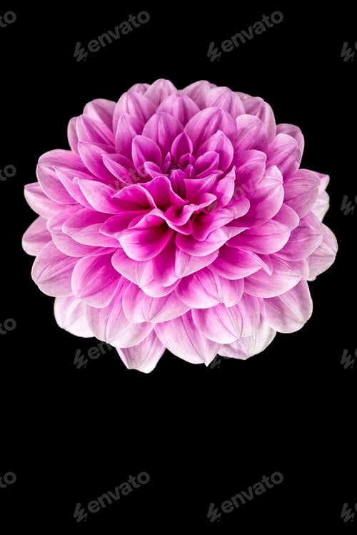 Preview: Vibrant pink Dahlia bloom against a black backdrop