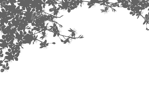 Preview: Silhouette Cherry Blossom Shadow on white background