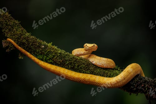 Preview: Eyelash Viper in Costa Rica