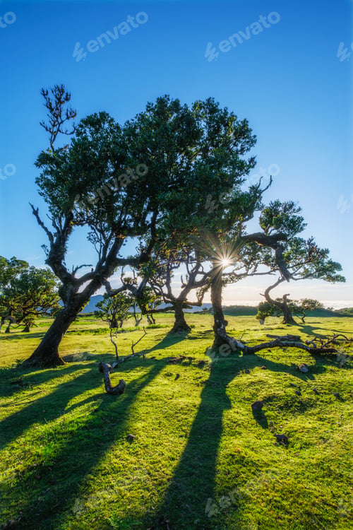 Preview: Fanal forest trees on Madeira island, Portugal