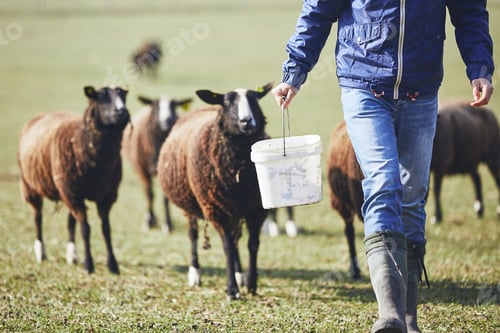 Preview: Sunny morning on the rural farm. Young farmer with bucket feeding herd of black and brown sheep.