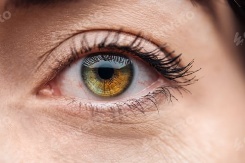 Preview: close up view of young woman eye with eyelashes and eyebrow looking at camera