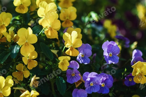 Preview: Yellow and purple pansies summer blooming
