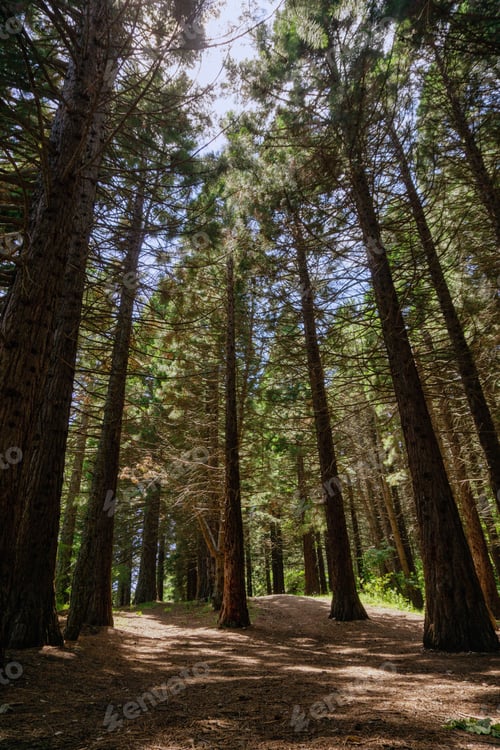 Preview: Pine trees in a forest