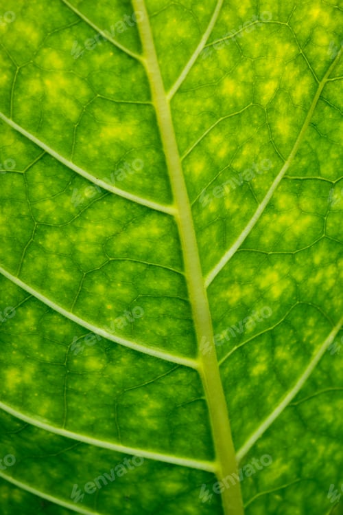 Preview: Tobacco green leafs