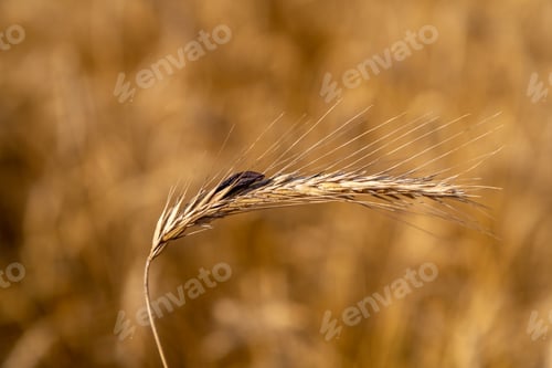 Preview: Rye with ergot fungus in the field