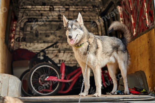 Preview: Siberian Husky dog staying in car truck, full size husky dog portrait with gray coat color