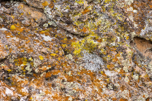 Preview: Mossy red rock texture background