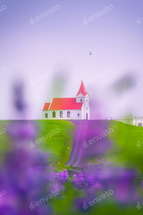 Preview: ็Holy Ingjaldsholskirkja or Ingjaldsholl Church against purple lupine wildflower blooming