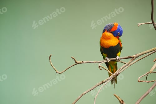 Preview: Small parrots stand on the branch against green background with copy space