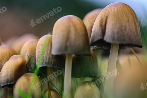 Preview: Funguses