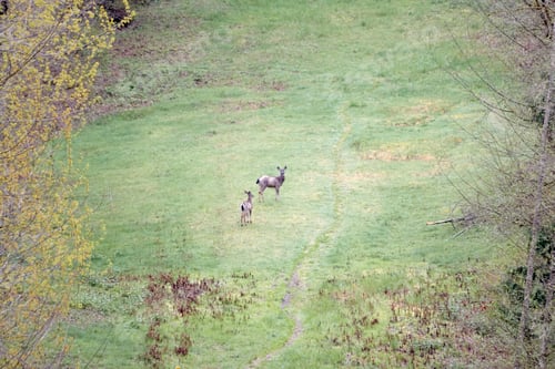 Preview: Two Deer in a Grassy Field