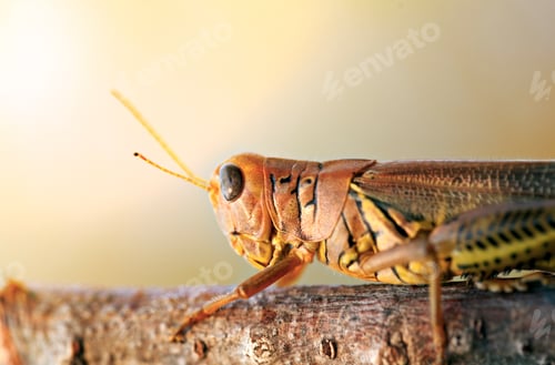 Preview: Grasshopper