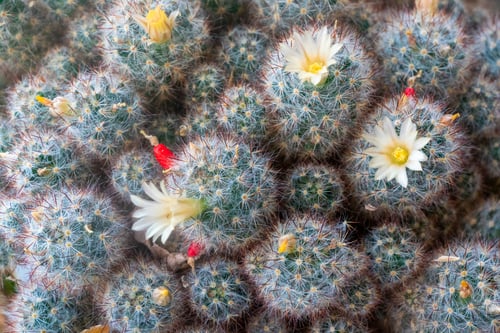 Preview: View of the blooming cactus Mammillaria Gracilis.