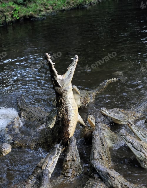 Preview: Group crocodile