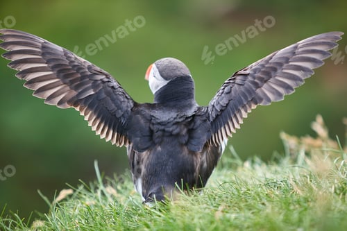 Preview: Puffin spreading wings on Mykines cliffs. Faroe birdlife