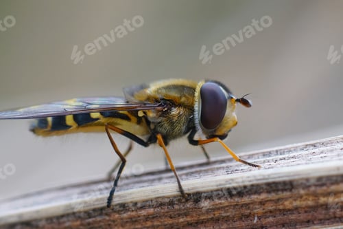 Preview: Closeup on the Hairy-eyed Flower Fly, Syrphus torvus